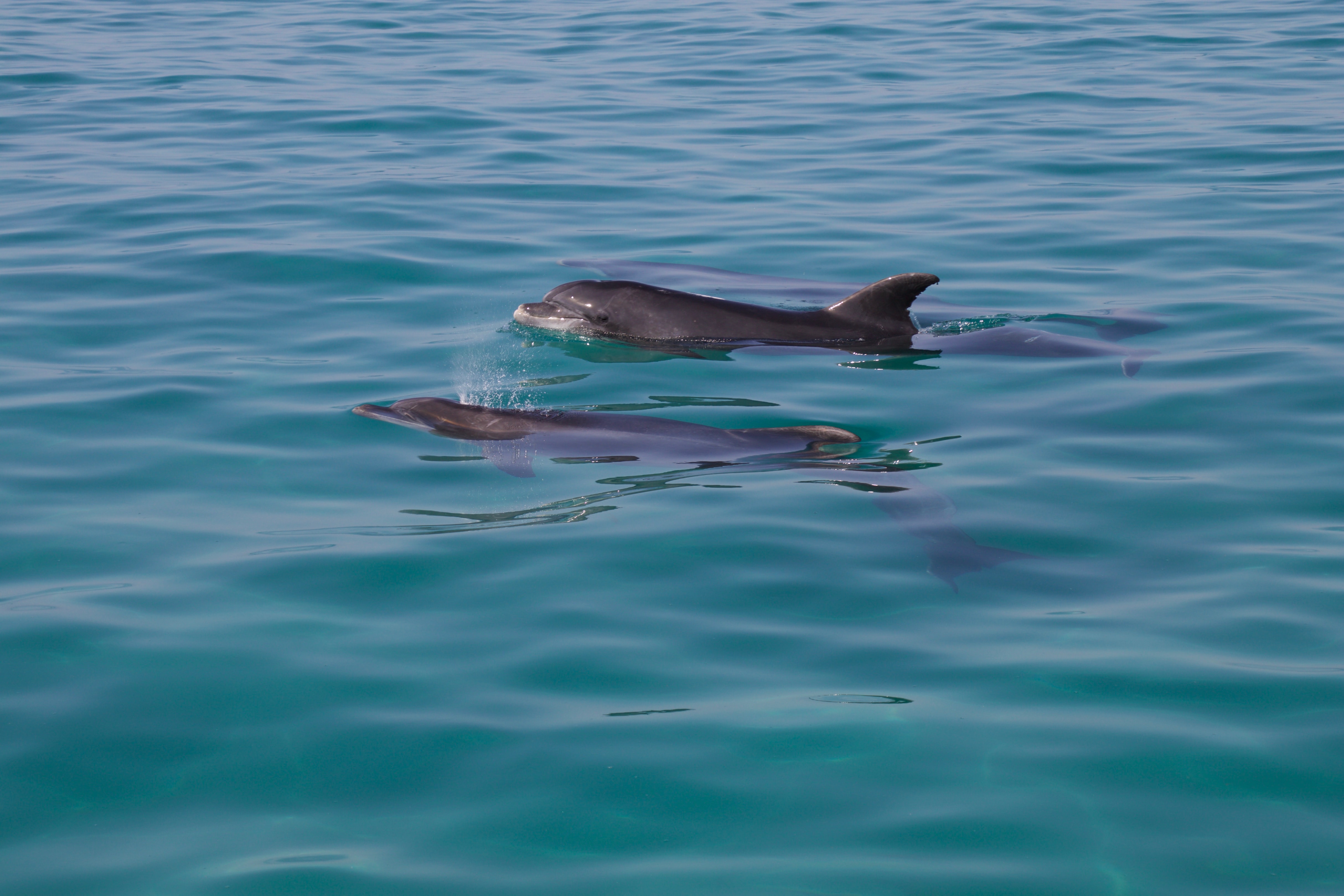 EA bottlenose Dolphin