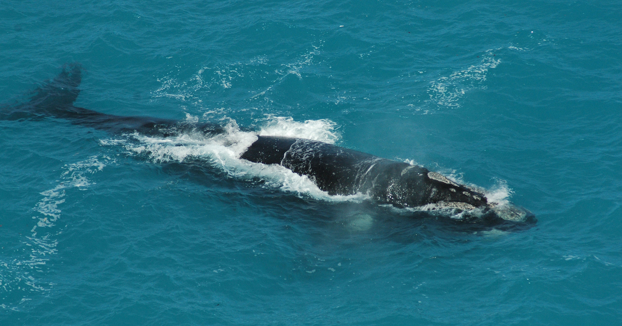 Outdoor Activities in Winter Whale Watching