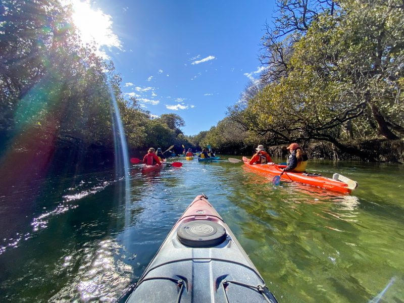 Port Adelaide Dolphin Sanctuary Kayaking